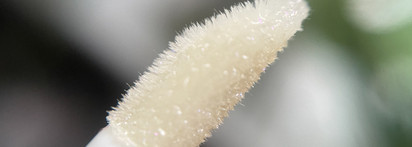 Dior Addict Lip Maximizer 050 Holo Silver