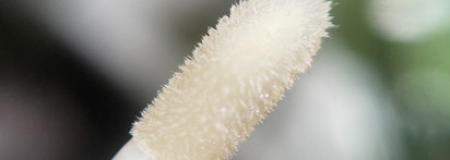 Dior Addict Lip Maximizer 050 Holo Silver