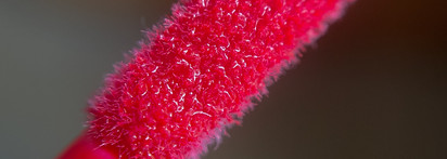 Блеск для губ Bernovich Lure 08