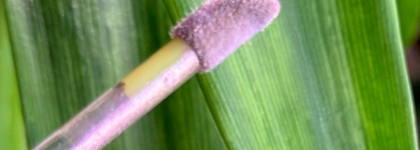 Revlon Super Lustrous The Gloss Glazing Lilac