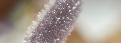 Kaleidos Untamed Glow Glossy Lip Glaze Freefall