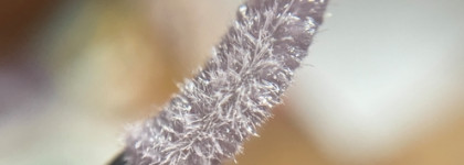 Kaleidos Untamed Glow Glossy Lip Glaze Freefall