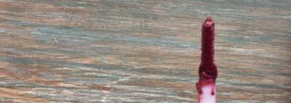 Pure Lust Extreme Matte Tint Cailyn №15 Demonist