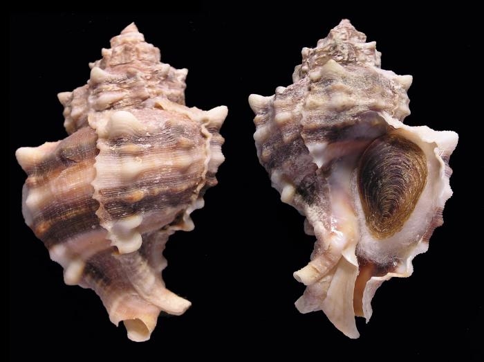 Моллюск вида murex trunculus