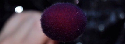 Самые полезные и многофункциональные кисти для выполнения простого макияжа