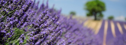 5 O'clock и Dark Delight из чайной коллекции My cup of tea, Brocard