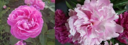 Алиса в саду у королевы или Giorgio Armani Sky di Gioia