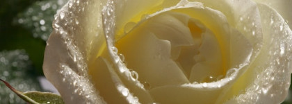 Такие одинаковые, но в то же время разные Coco Mademoiselle Chanel и Coco Noir Chanel