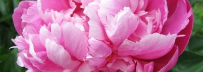 История моего знакомства с Fleur Narcotique Ex Nihilo EDP