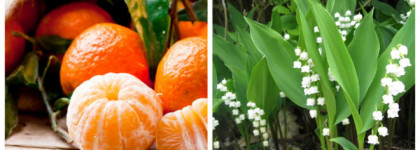 Обзор ароматов Montale