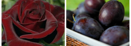 Обзор ароматов Montale