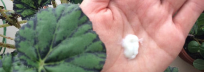 О легендарном: пенка для лица с экстрактом алоэ вера Tony Moly Clean Dew Aloe Foam Cleanser