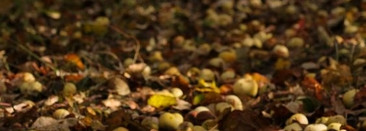 Byredo Pulp EDP: загадочный инжир и терпкий бергамот