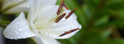 Красота в простоте. Пост о  Demeter Fragrance Library