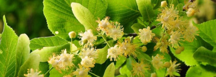 Красота в простоте. Пост о  Demeter Fragrance Library