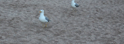 Создаем отпускное настроение с Chanel Chance EAU Fraîche