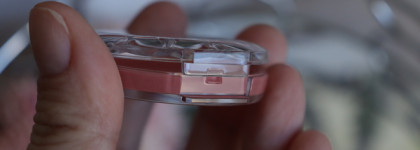 Бестселлер японского масс-маркета: румяна Canmake Cream Cheek #21 Tangerine Tea