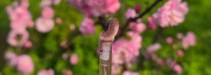 Лучшая новинка для губ 2026 года: Rom&nd Juicy Flash Lip Oil в оттенках 06 Grape Fig и 07 Coco Balm