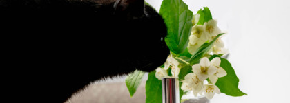 Самый необычный White Jasmine & Mint Jo Malone