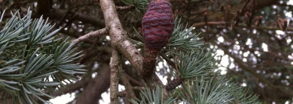 Serge Lutens Feminite Du Bois EDP Или Магия во флаконе