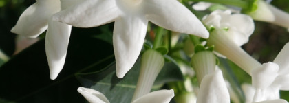 Serge Lutens Sarrasins: Мои Жасминовые Ночи