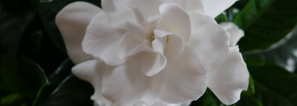 Гардения в парфюмерии: мои любимые ароматы