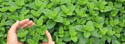 Love of my life, I`ll be waiting for you. Acqua di Gioia Giorgio Armani