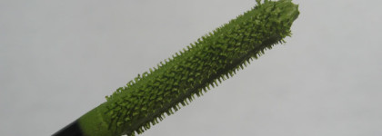 MAC In Extreme Dimension Mascara/Work It Out в оттенках Cool Down и Hottie With A Body