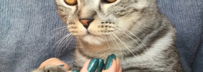 Picture polish сольный концерт