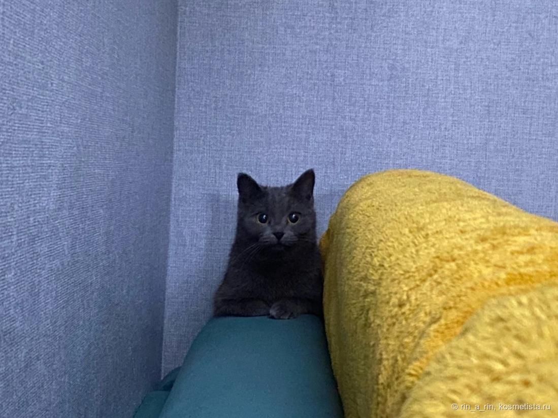 Министр ваших кошачьих дел