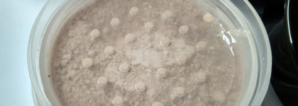  Пудра-Основа «Нежная ваниль» Кристалл Dекор