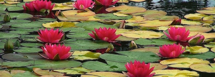 Концентрированное ароматическое масло Zeitun White lotus. Нежный аромат кувшинок в диком пруду