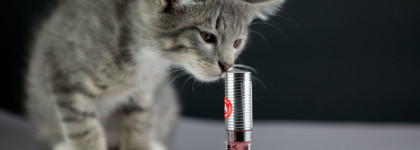 Ух, горячо! Жгучий плампер lip volumizer hot vanilla от Luxvisage № 305 Rosewood