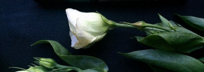 Помада-карандаш Golden Rose Matte Lipstick Crayon 8, 10