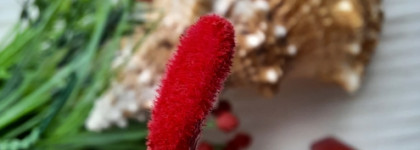 Лучшее из люкса: Жидкая помада-мусс Devotion от Dolce & Gabbana в оттенке 405 Devozione