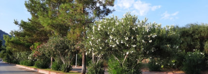 Мой улов из Duty Free: Jo Malone London English Pear Cologne Duo