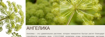 Шах и Мат? Средства по уходу за комбинированной и жирной кожей: Матирующий флюид для лица Ангелика от L'Occitane