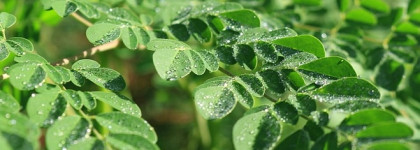 Новые средства для волос Yves Rocher с экстрактом моринги. Очищающий скраб, мицеллярный шампунь. Что ещё они придумали?