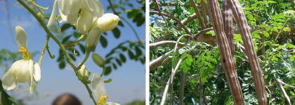 Новые средства для волос Yves Rocher с экстрактом моринги. Очищающий скраб, мицеллярный шампунь. Что ещё они придумали?