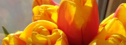 Весенний шлейф 8 марта: Парфюмерная вода Byredo La Tulipe EDP