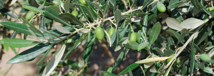 Мои греческие каникулы и их продолжение с косметикой из Греции: Fresh Line, Apivita, HerbOlive