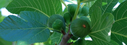 Мои греческие каникулы и их продолжение с косметикой из Греции: Fresh Line, Apivita, HerbOlive