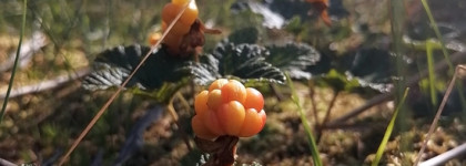 Северная красота из Финляндии: Lumene, Nakuna Helsinki и Муми-тролли