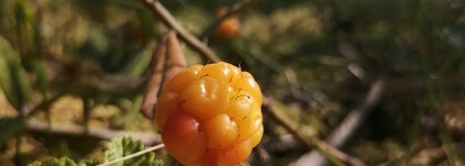 Северная красота из Финляндии: Lumene, Nakuna Helsinki и Муми-тролли
