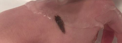 Устойчивый гель для бровей MAC Waterproof Brow set в оттенке brown ebony