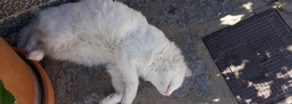 Пусть тебе приснится Пальма де Майорка вместе с Twilly d’Hermès