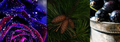 Мой новогодний аромат Lancome Tresor Midnight Rose