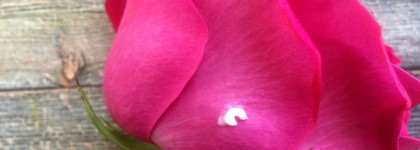 Крем для кожи вокруг глаз Stenders Moisturizing Eye Cream, Wild Rose