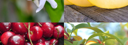 Четыре времени года с Masaki Matsushima