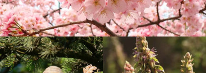 Четыре времени года с Masaki Matsushima